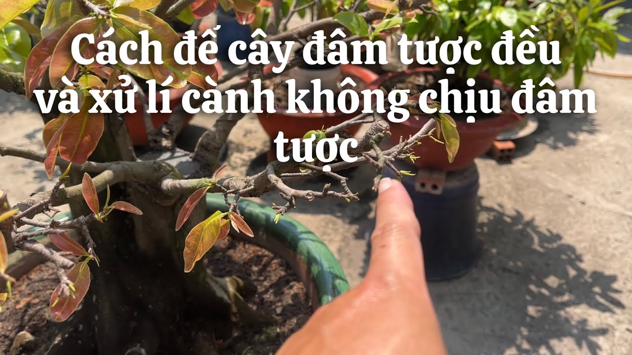 Cách để cây mai đâm tược đều và xử lí nhánh không chịu đâm tược // 25-1 âl 