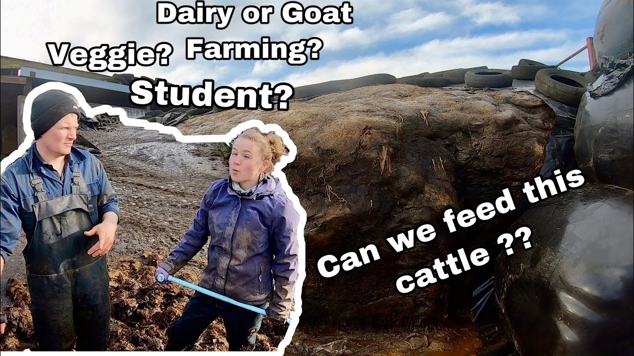CLAMP SILAGE RUINED AGAIN? .. WHO IS HEIDI? VET? VEGGIE? GOATS?