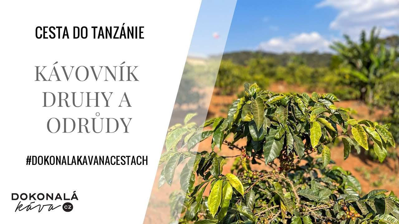 Tanzánie 2022 - Kávovník druhy a odrůdy