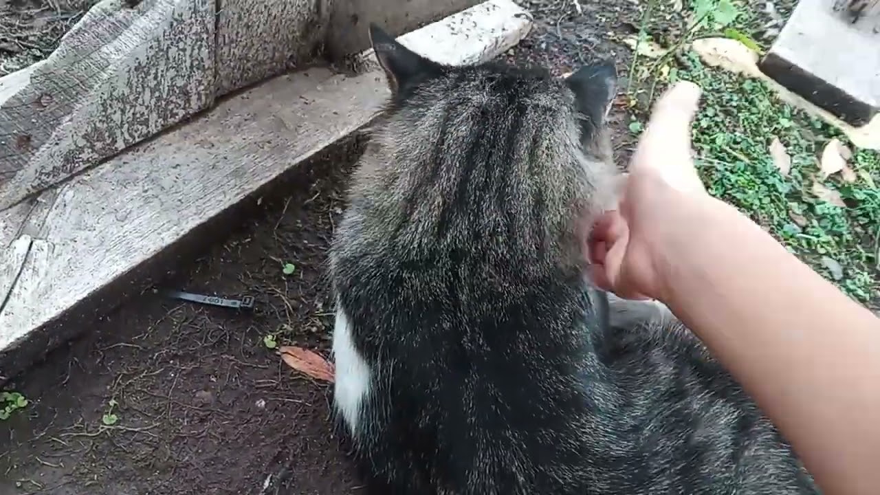 Primero una lluvia y después un gato 🐱 