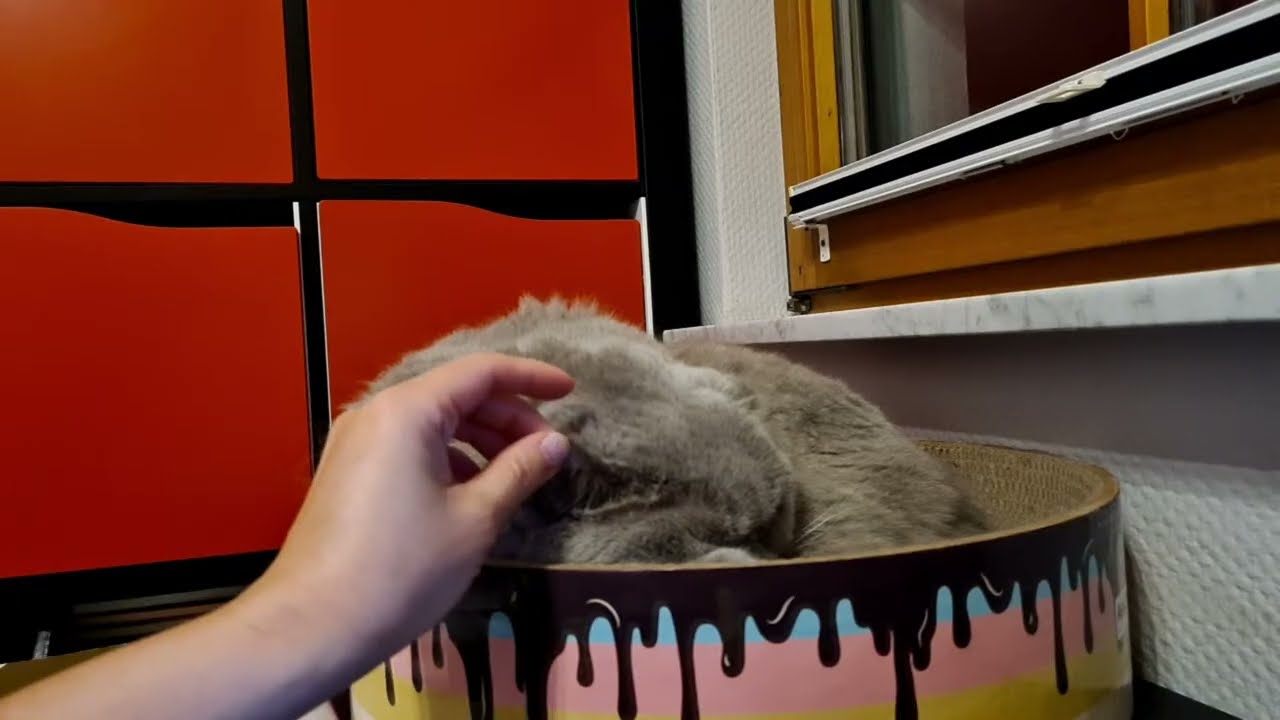 Cat Live | 2025.6.4 |Sleepy Mongdos