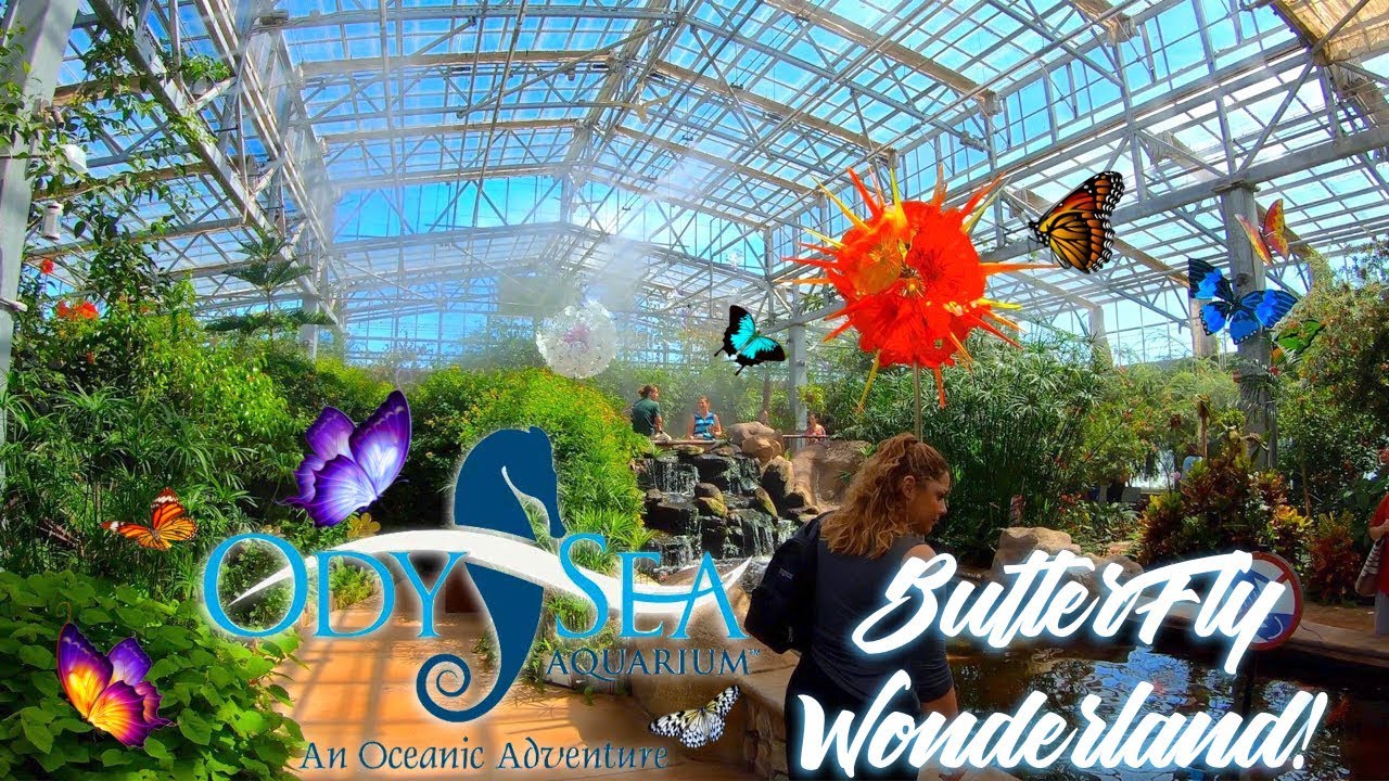 OdySea Aquarium: Butterfly Wonderland! - VLog S2, Episode 8