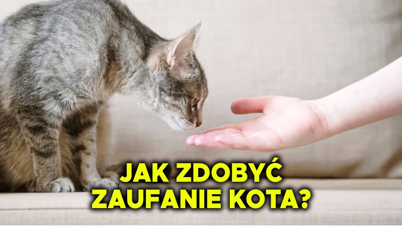 5 sposobów na zaufanie Kota, Jak zdobyć zaufanie kota?