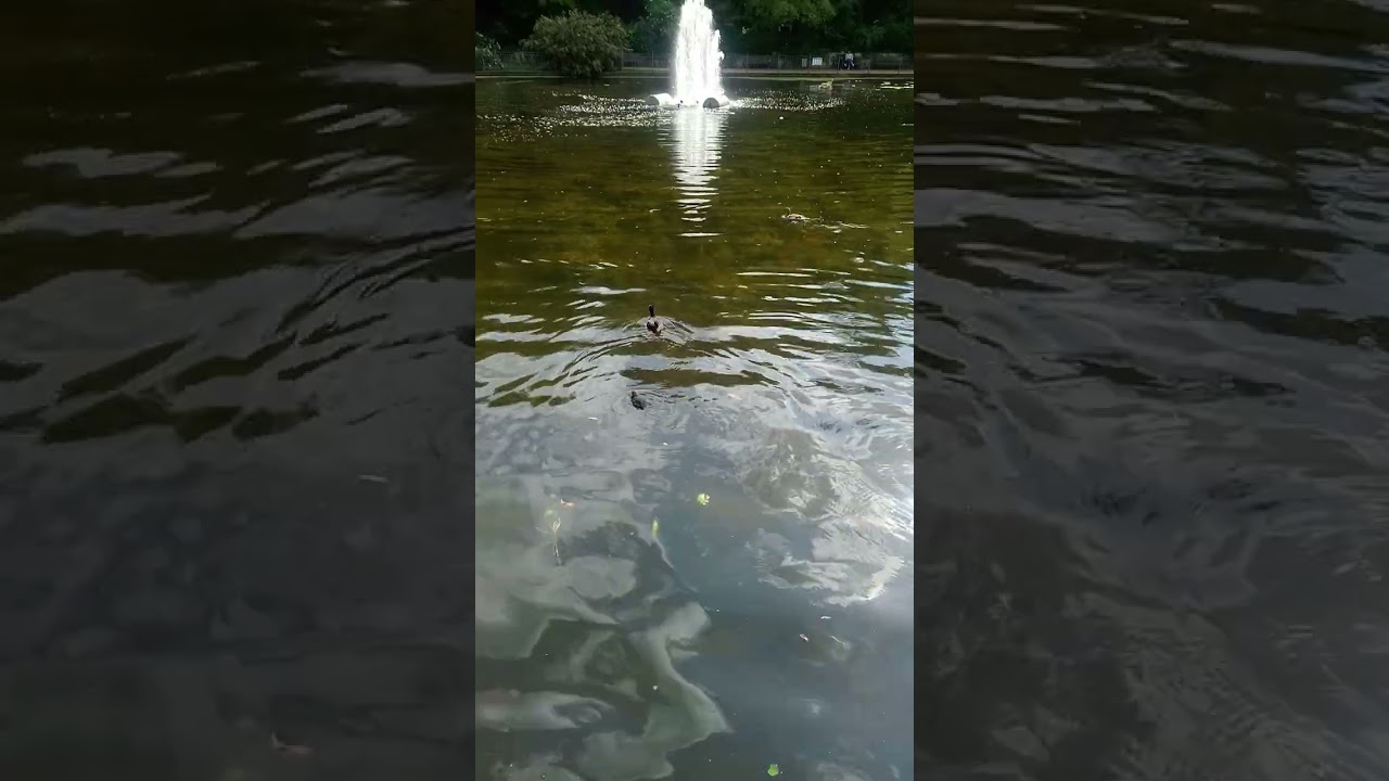 UPDATE ON OUR DUCK FAMILY