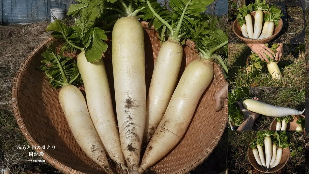 自然農5年目の畑「秋冬野菜」の生育〜おでん用の大きな「大根」を調達！《自然農の実り》26年1月18日