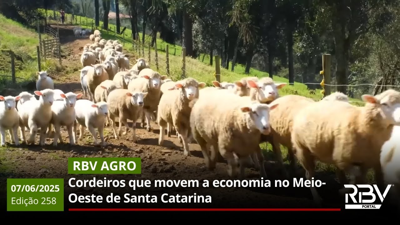 Cordeiros que movem a economia no Meio-Oeste de Santa Catarina