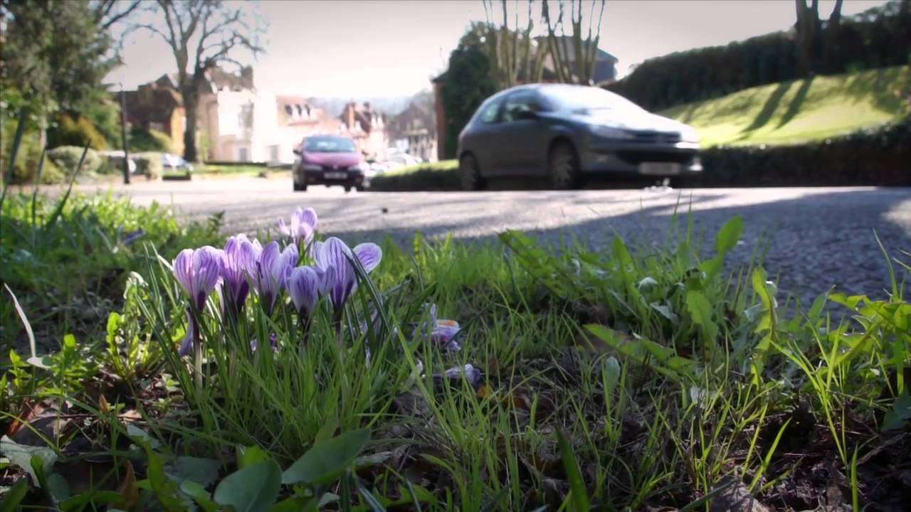 Farnham In Bloom - A Year In The Life