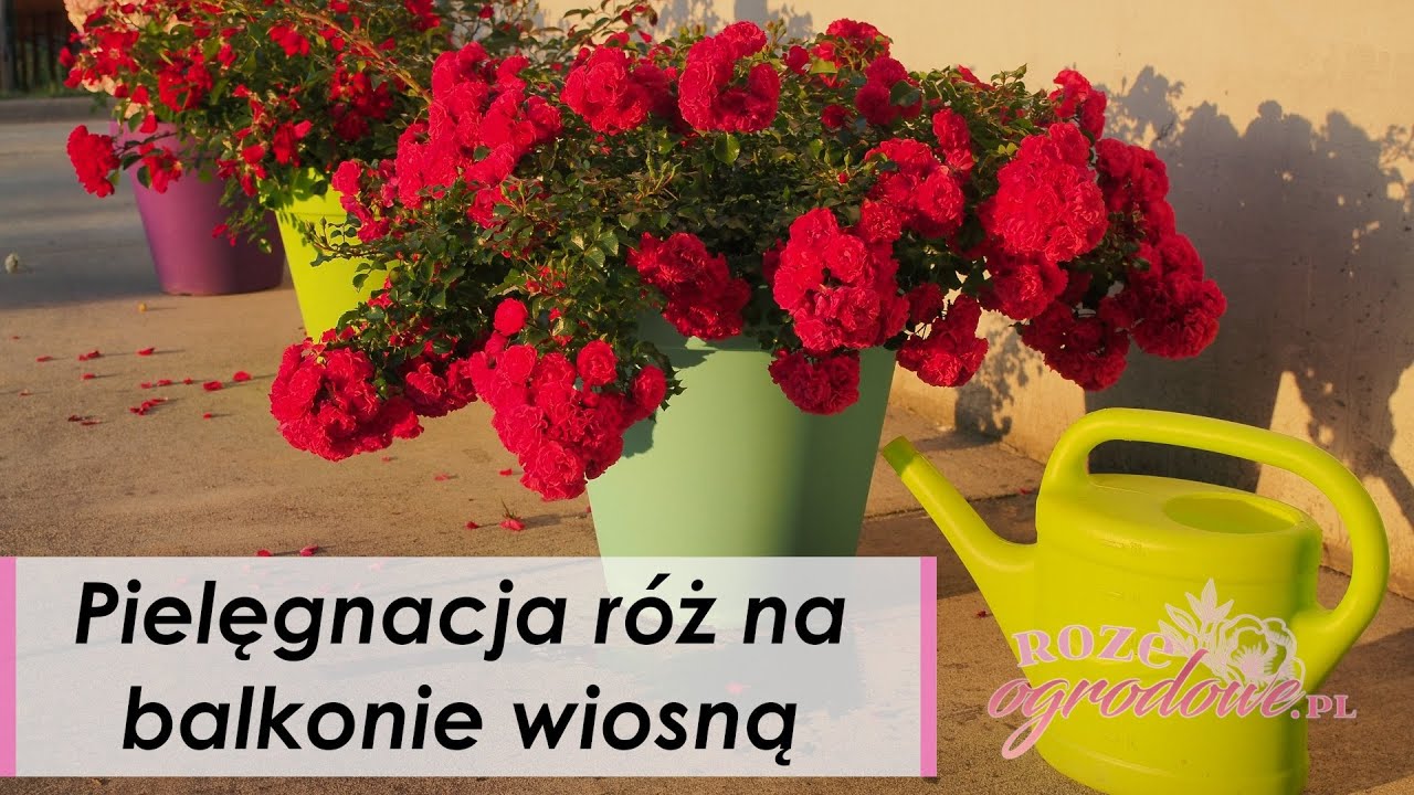 Wiosenna pielęgnacja róż w doniczkach. Co zrobić, żeby róże lepiej rosły na balkonie.