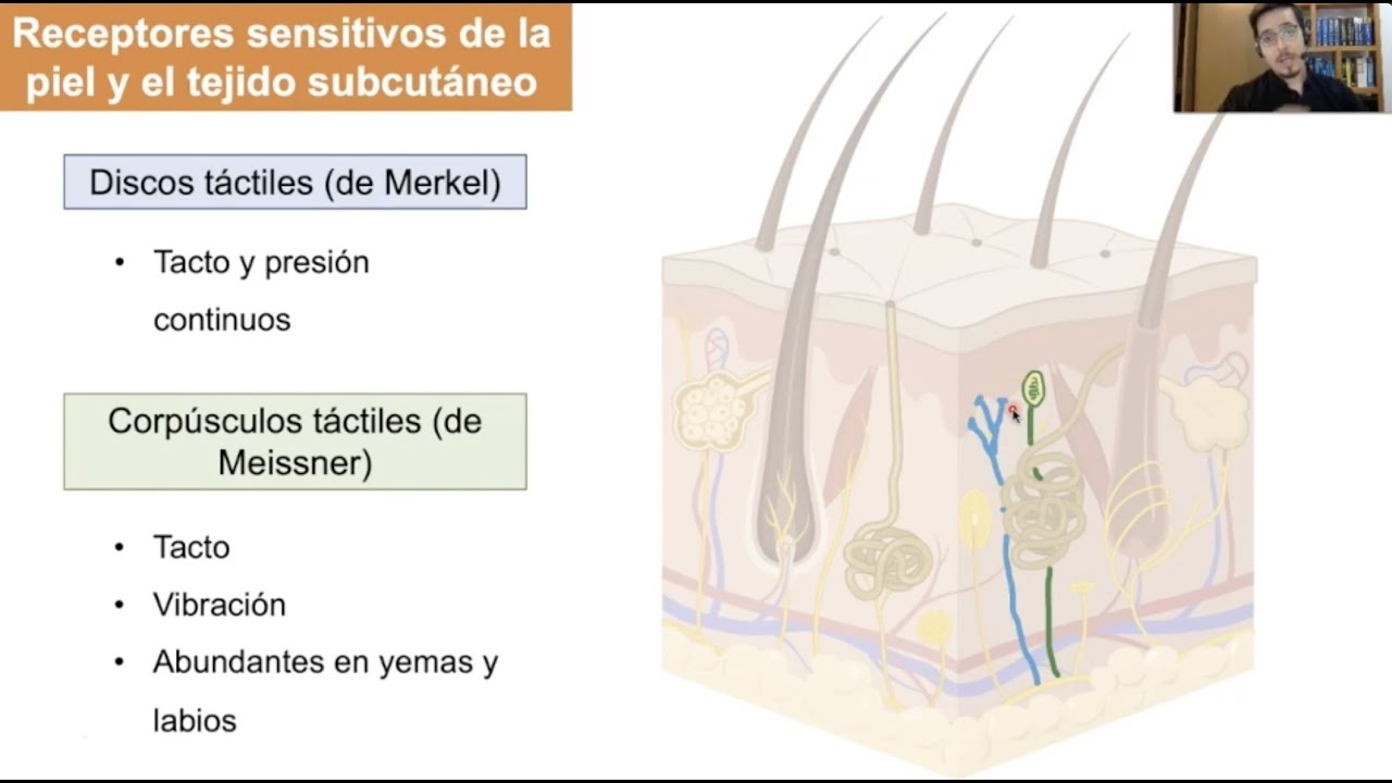 Sistema nervioso periférico (videoclase)
