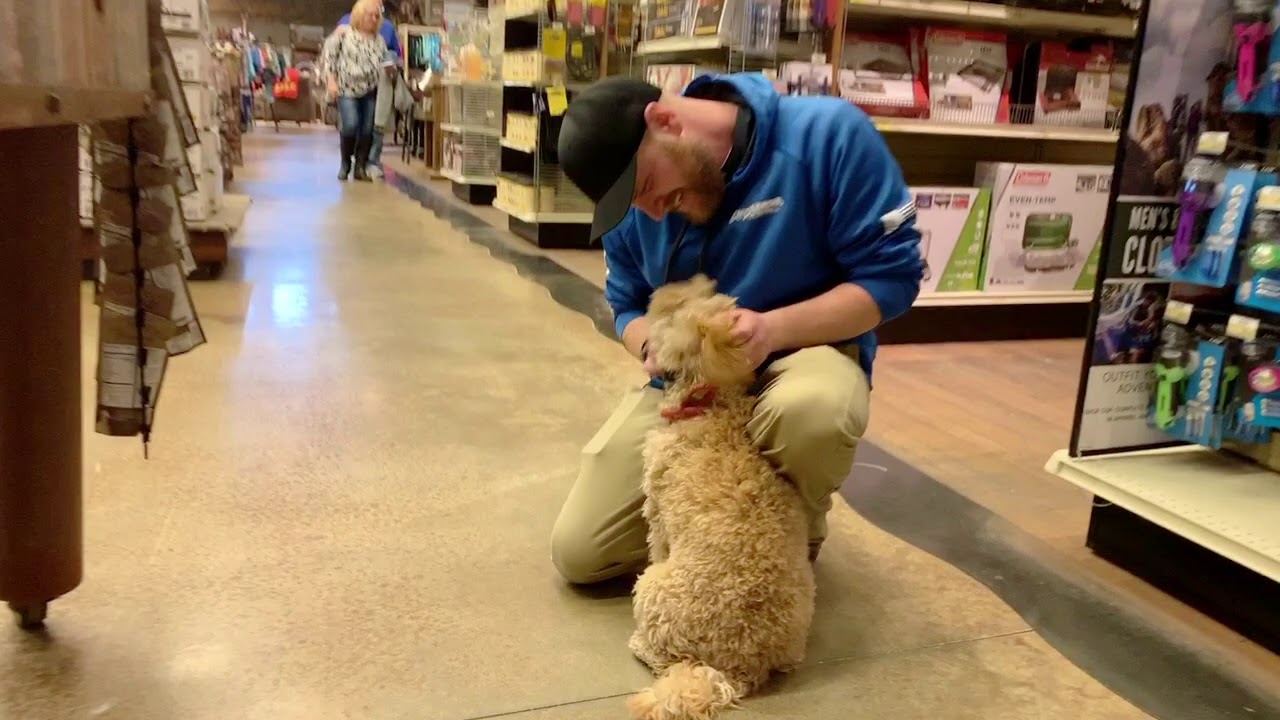 Best Dog Training Toledo, Ohio! 6 Month Old Mini Australian Labradoodle, Luna!