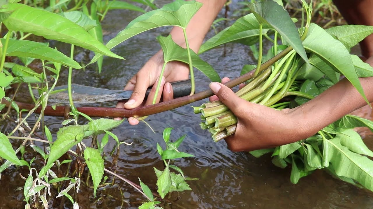 My Natural Food: Find water spinach to cook on the clay for eating delicious #60