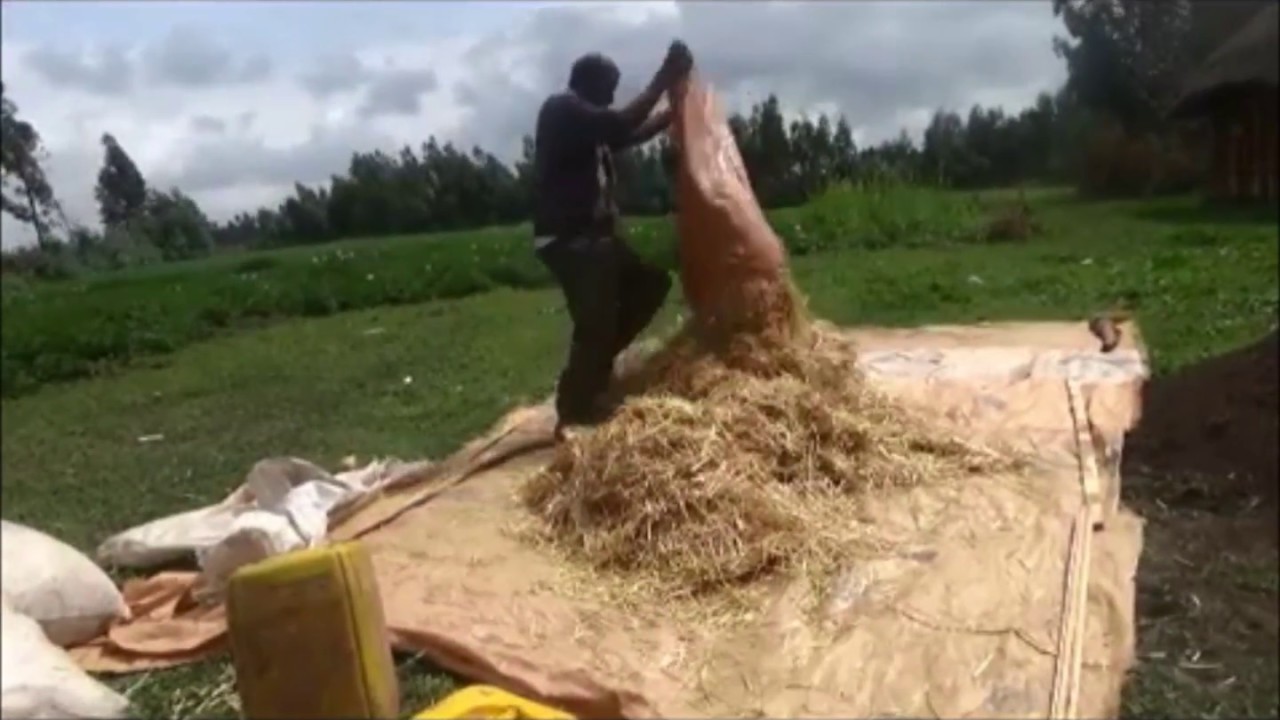 Wheat Straw treatment with urea