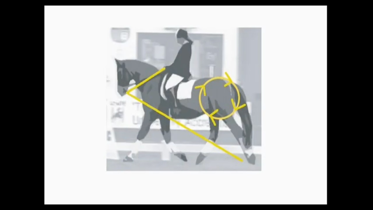 Walter Zettl | A Matter of Trust Volume 2 | Classical Dressage