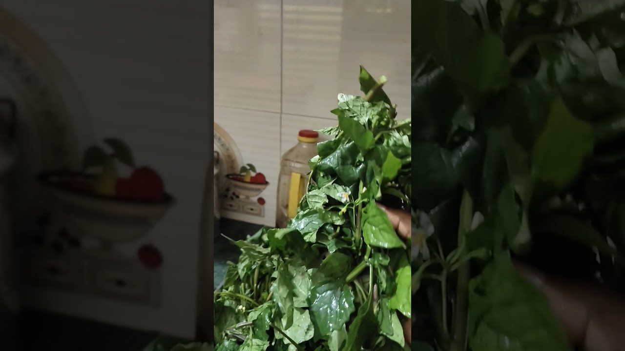 Hari Hari makoy ke patte !!🌿🌿 