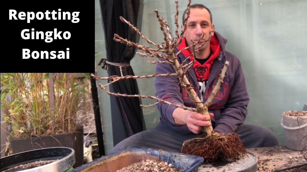Gingko bonsai repot Repotting a gingko bonsai Gingko nursery stock root prune