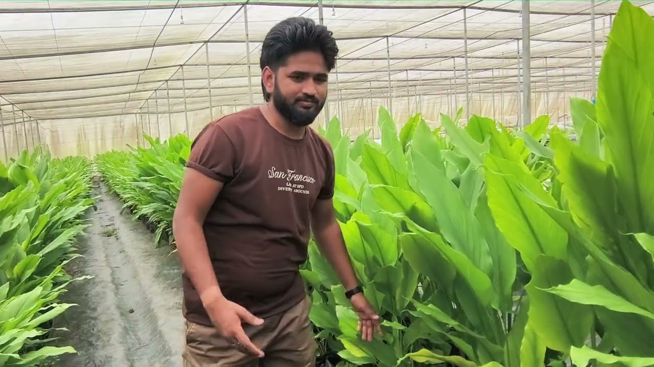 @ Nethouse में हल्दी की खेती कैसे शुरू करें. Turmeric Farming in Nethouse . modern turmeric farming.