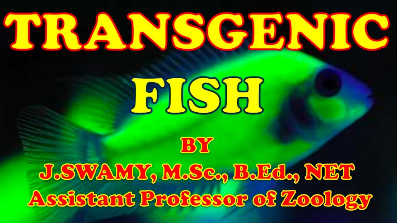 TRANSGENIC FISH