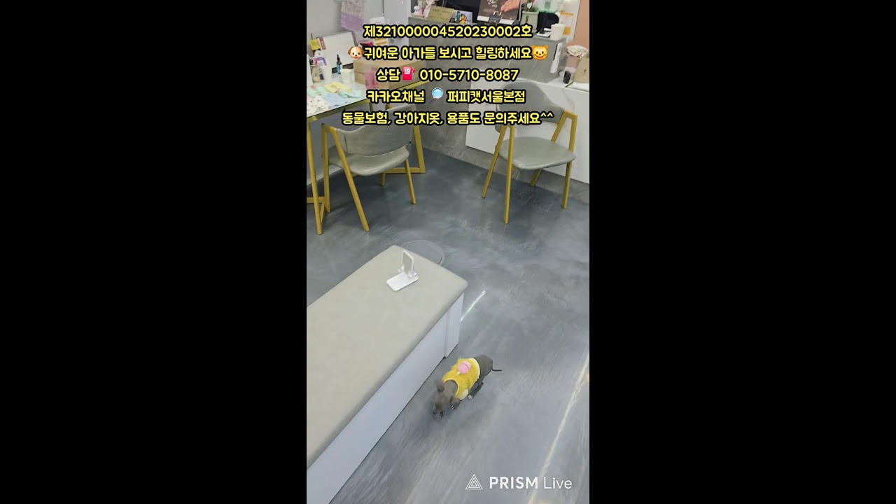 🐶퍼피캣서울본점😺 #퍼피캣  #강아지분양 #고양이 #고양이분양 #애견분양 #댕댕이 #라이브 #live