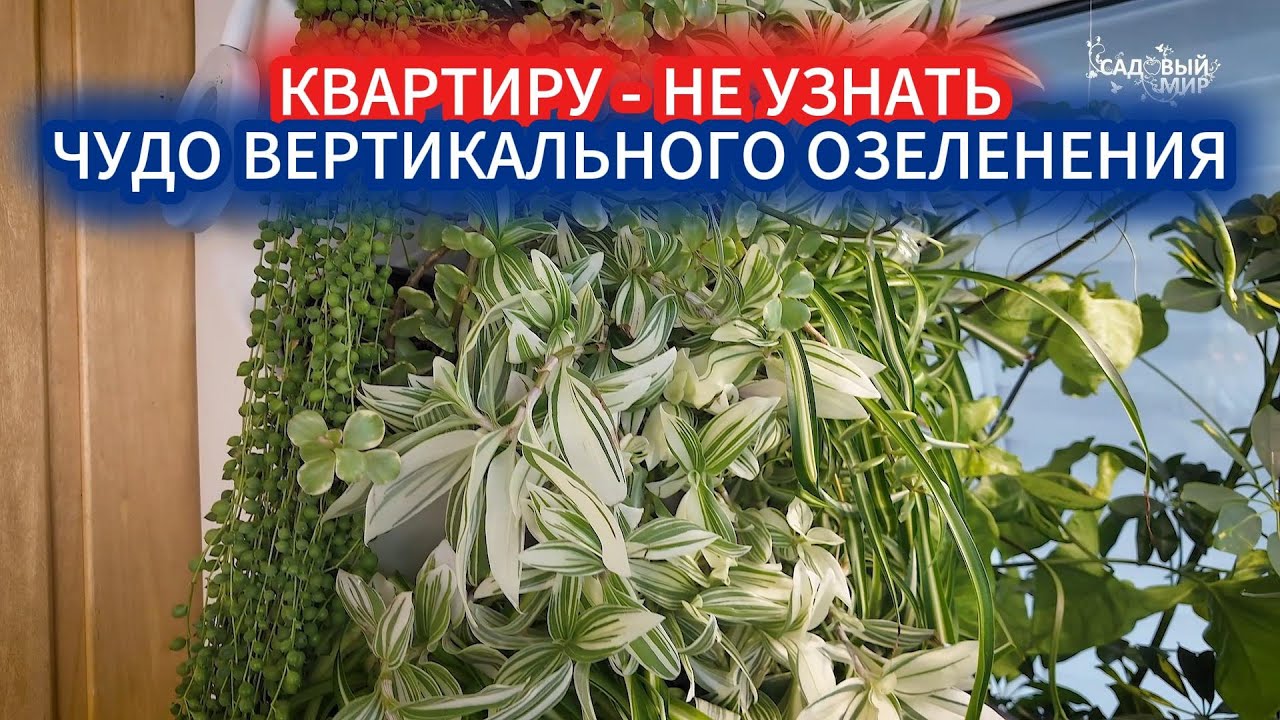 ФИТОСТЕНА ИЗ ЖИВЫХ РАСТЕНИЙ В КВАРТИРЕ ДЛЯ НОВИЧКОВ:  С ЧЕГО НАЧАТЬ И КАК УХАЖИВАТЬ