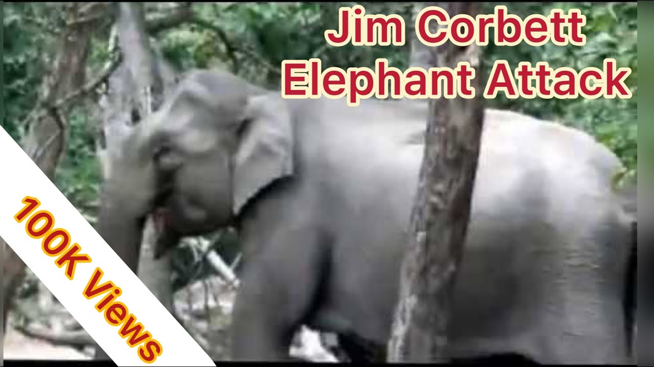 Elephant Attack On Tourist, Angry Elephant Attack #elephantattack #trending  #viralvideo