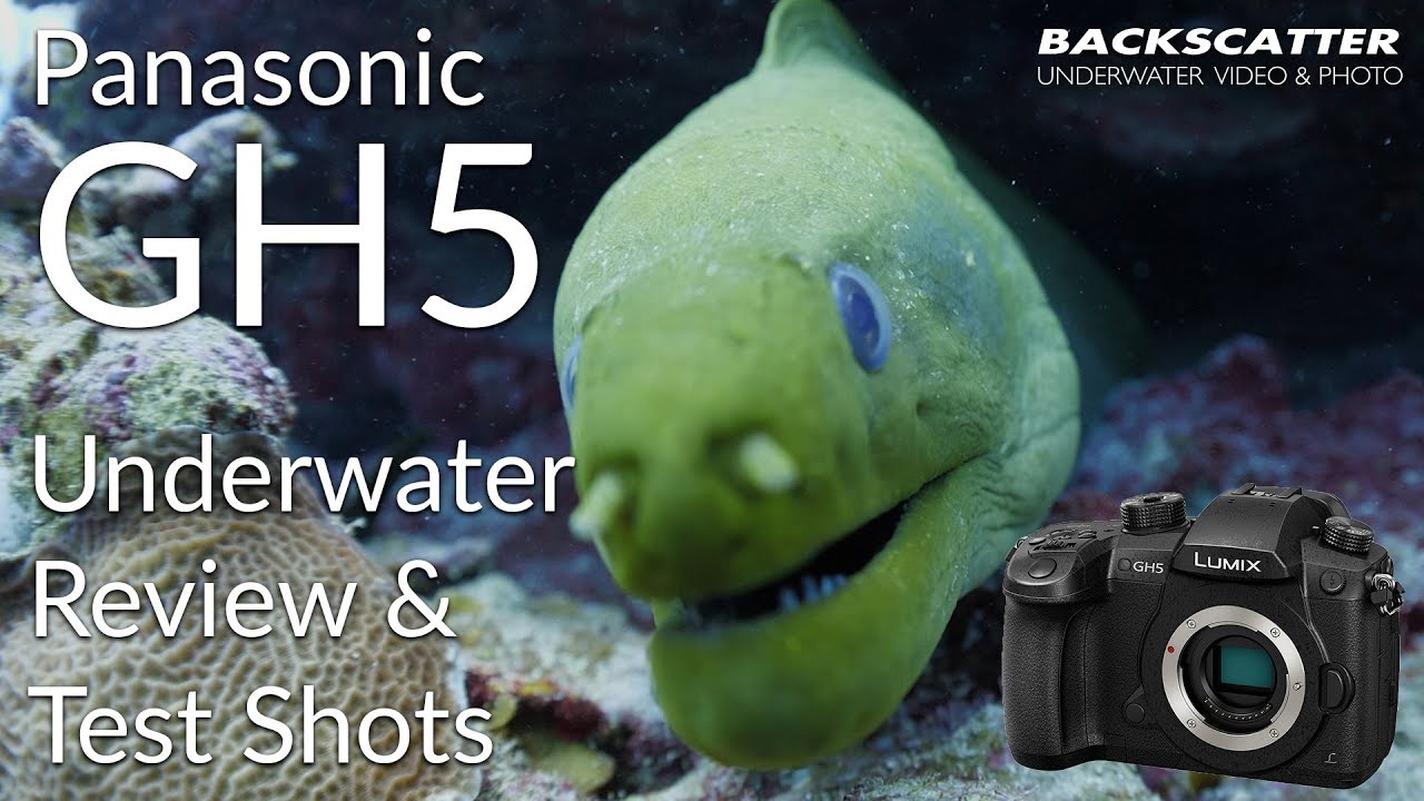 Panasonic GH5 Underwater Review 2018 - Test Footage