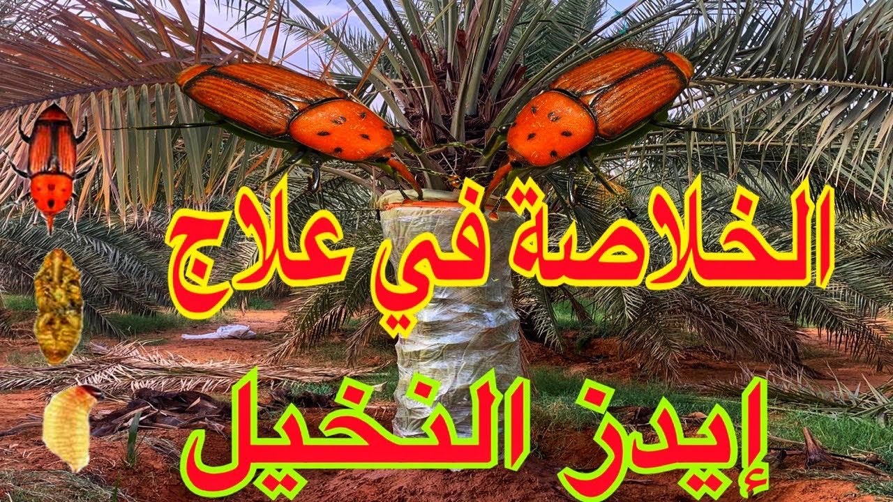 كيفية المكافحة والقضاء علي  سوسة النخيل الحمراء بالحبوب الغازية وطرق والوقايه منها