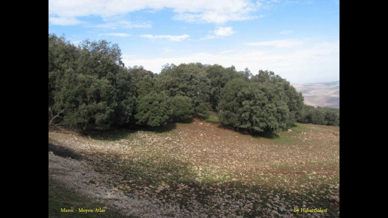 Maroc, Moyen Atlas, Promenade en Voiture, de Azrou &agrave; Ain Leuh, Monkeys, 2008 , by HabariSalam