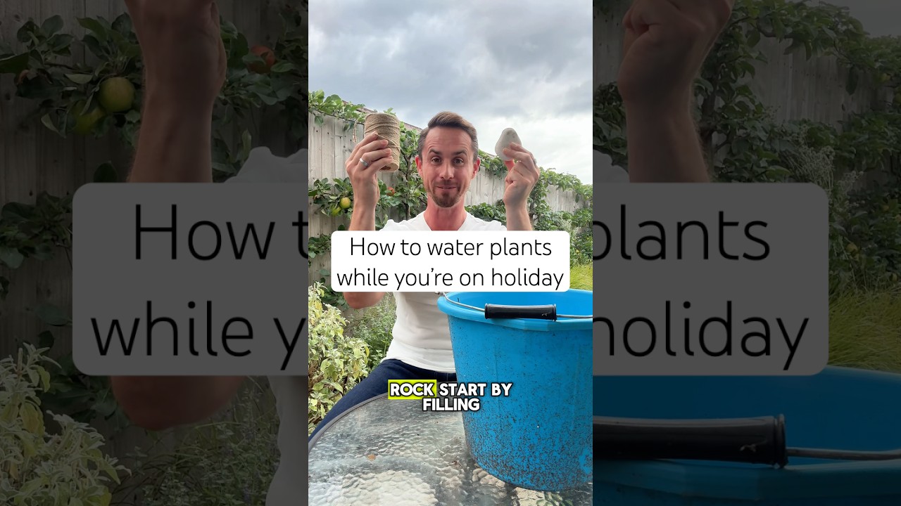 How to water plants while on holiday #garden #gardening