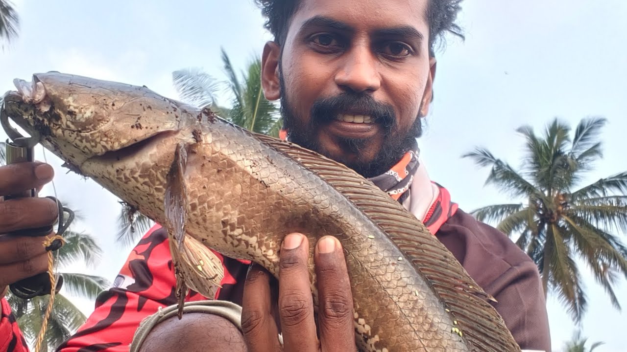 പുതിയ🐸 യിൽ കിട്ടിയ ഹെവി 🐳#fishing #angler#snakeheadfish #keralafishing #viral #trending#fishingvideo