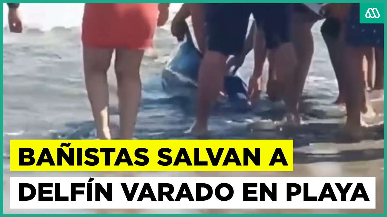 Bañistas salvan a delfín vivo varado en Cartagena