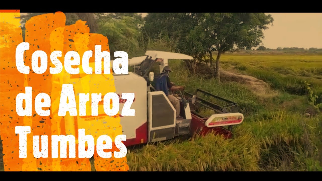 COSECHA DE ARROZ EN TUMBES / CORRALES