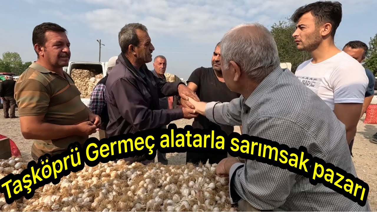 Kastamonu Taşköprü germeç (ala tarla) sarımsak pazarı haftalık güncel fiyatları 05/09/2024🧄🧄