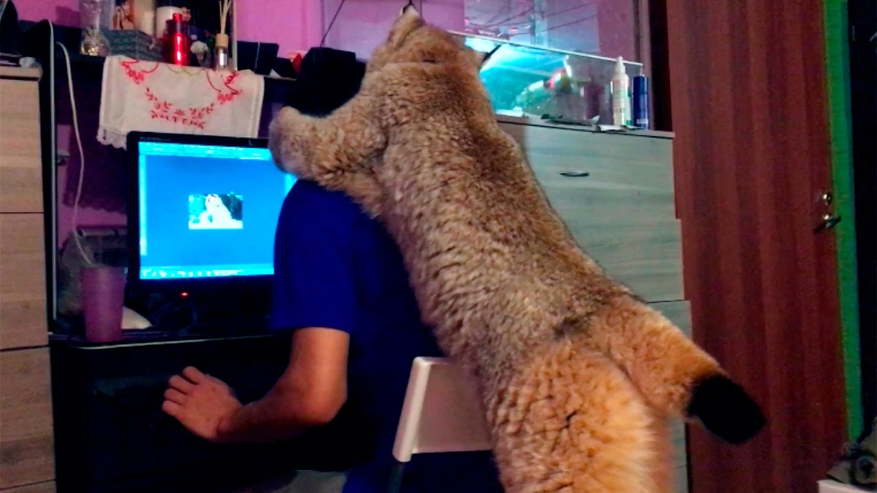 Big wildcat tenderness