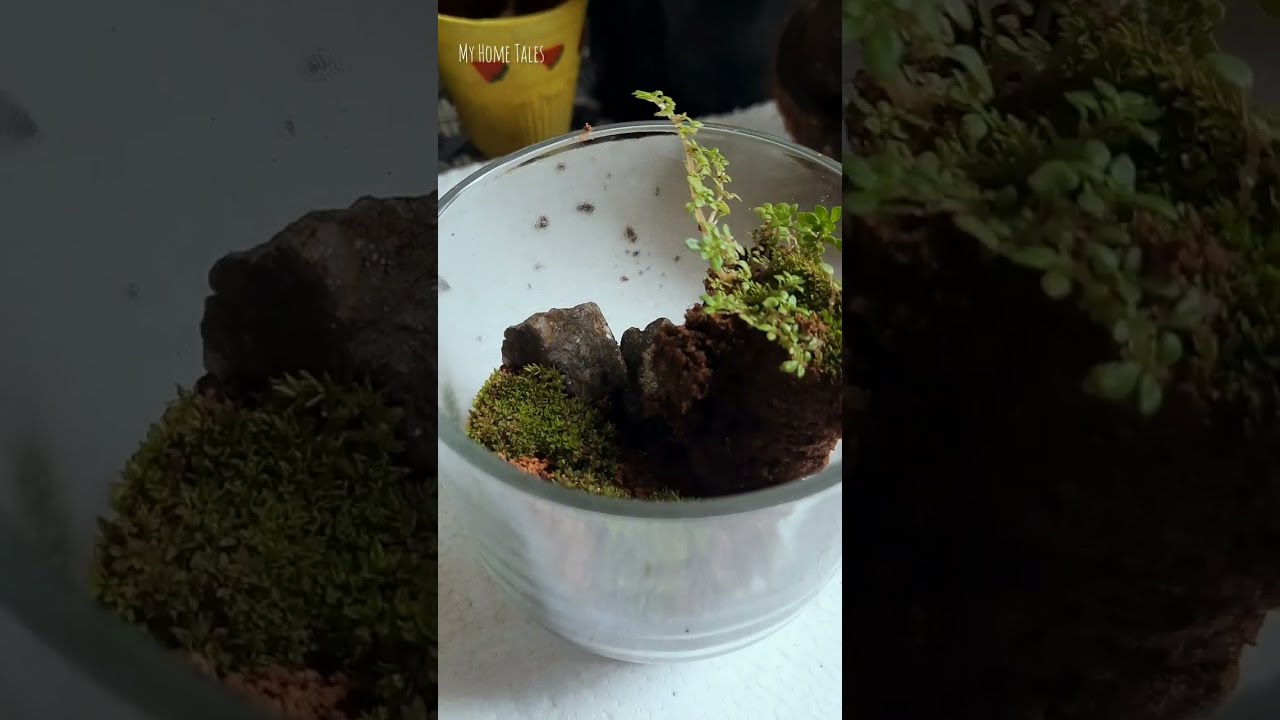 Glass terrarium with Mini Plants | My Home Tales