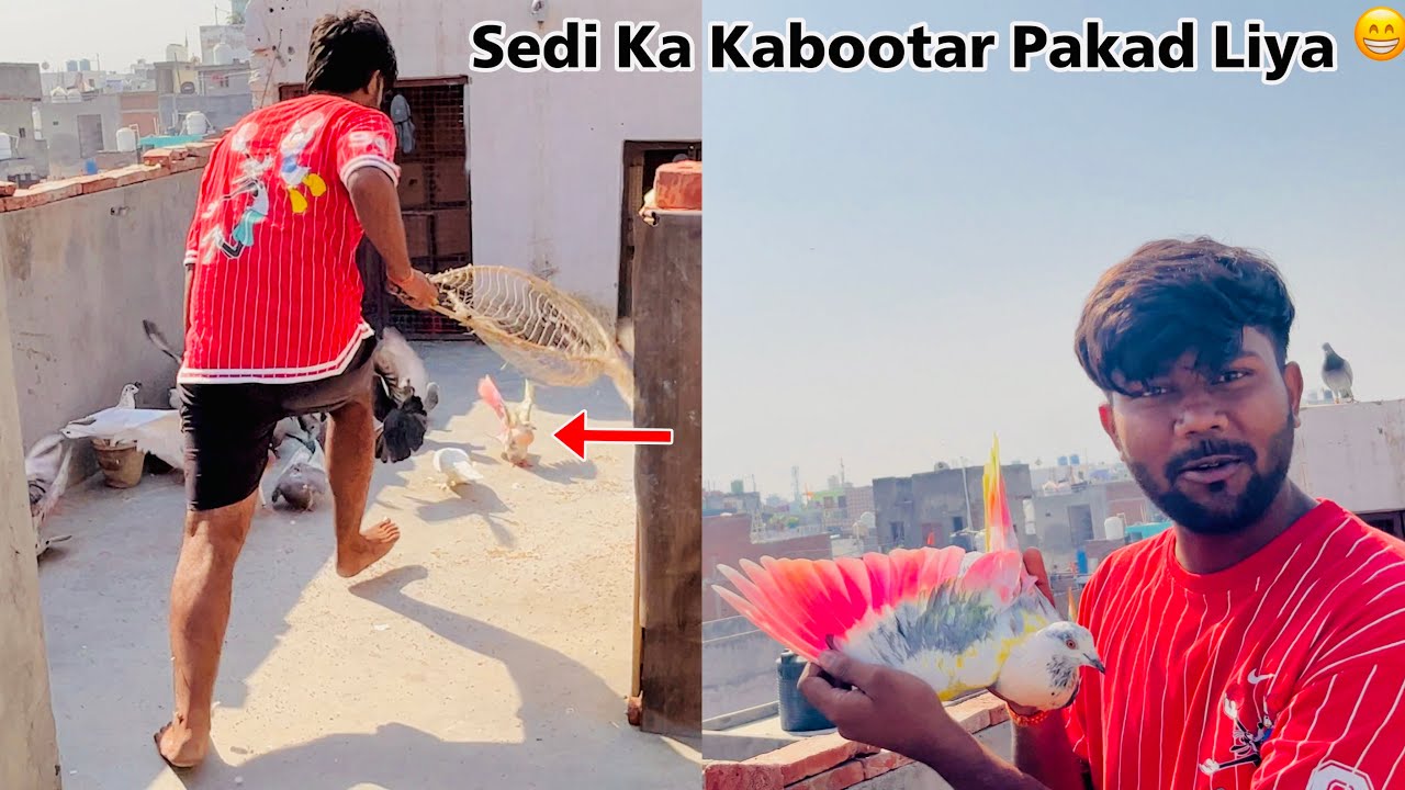 Kusti Ho gayi | Sedi Ka Kabootar Pakad Liya😁