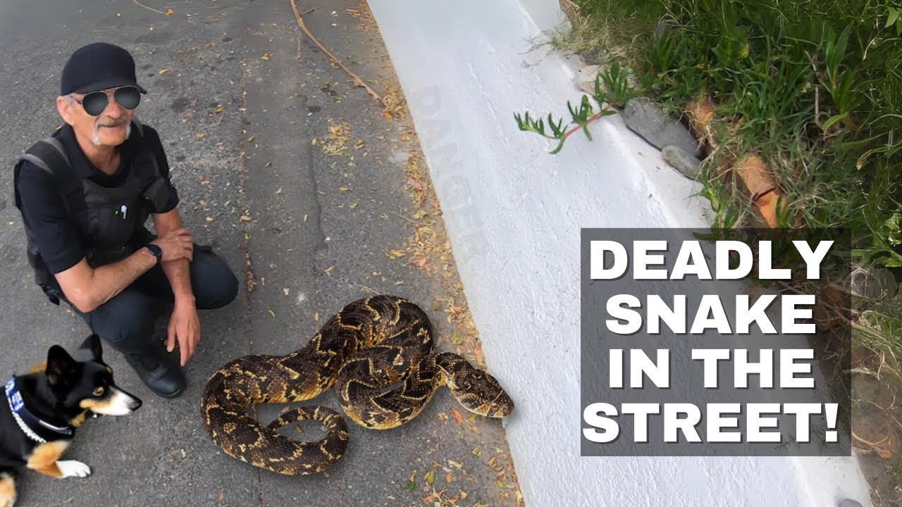 DEADLY SNAKE IN THE STREET!