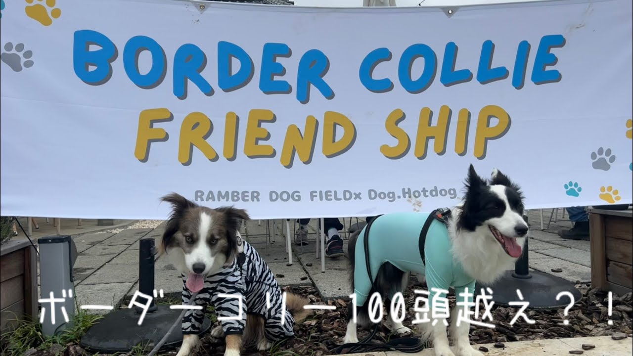 【ボーダーコリー】ボーダーコリーのオフ会に行ったら可愛いが溢れてた😍