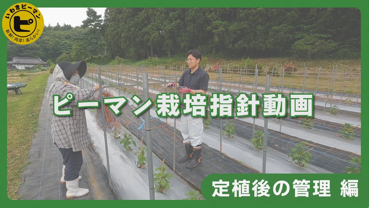 ③ピーマン栽培指針動画 ~定植後の管理編~