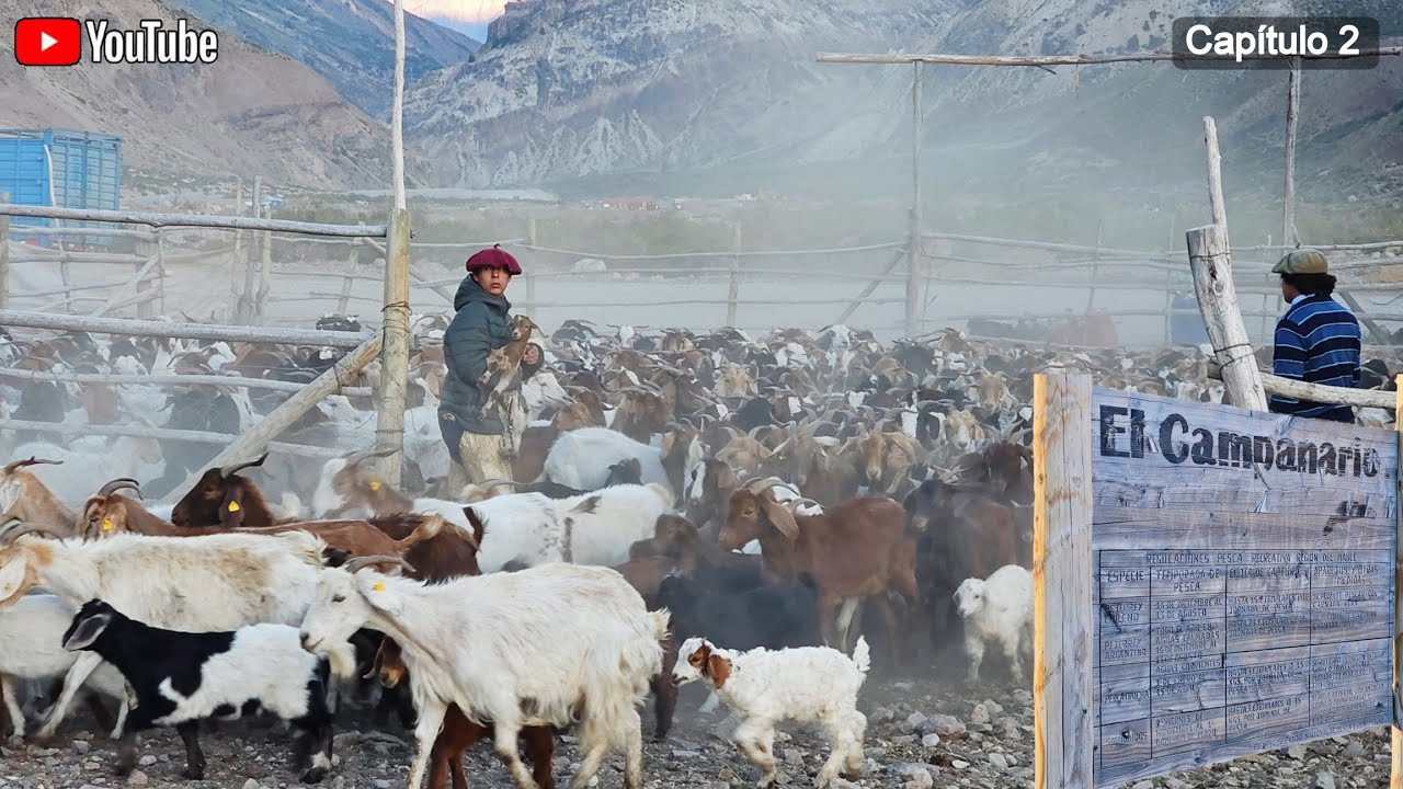 Arrieros Laguna del Maule Capítulo 2 Crianceros de cabras en la cordillera de los andes trashumancia
