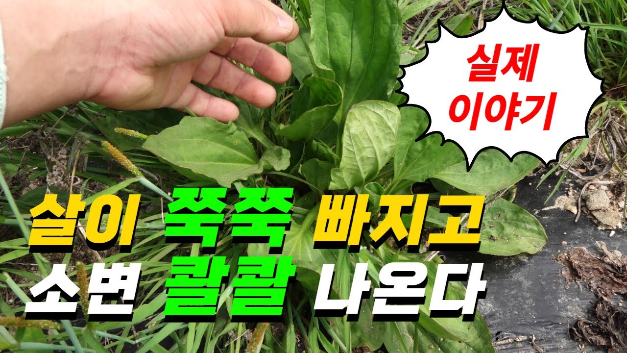 이것을 먹으면 소변이 시원하게 나오고 살이 빠집니다. 실제 경험한 사람들의 이야기를 들어보세요[약초방송]