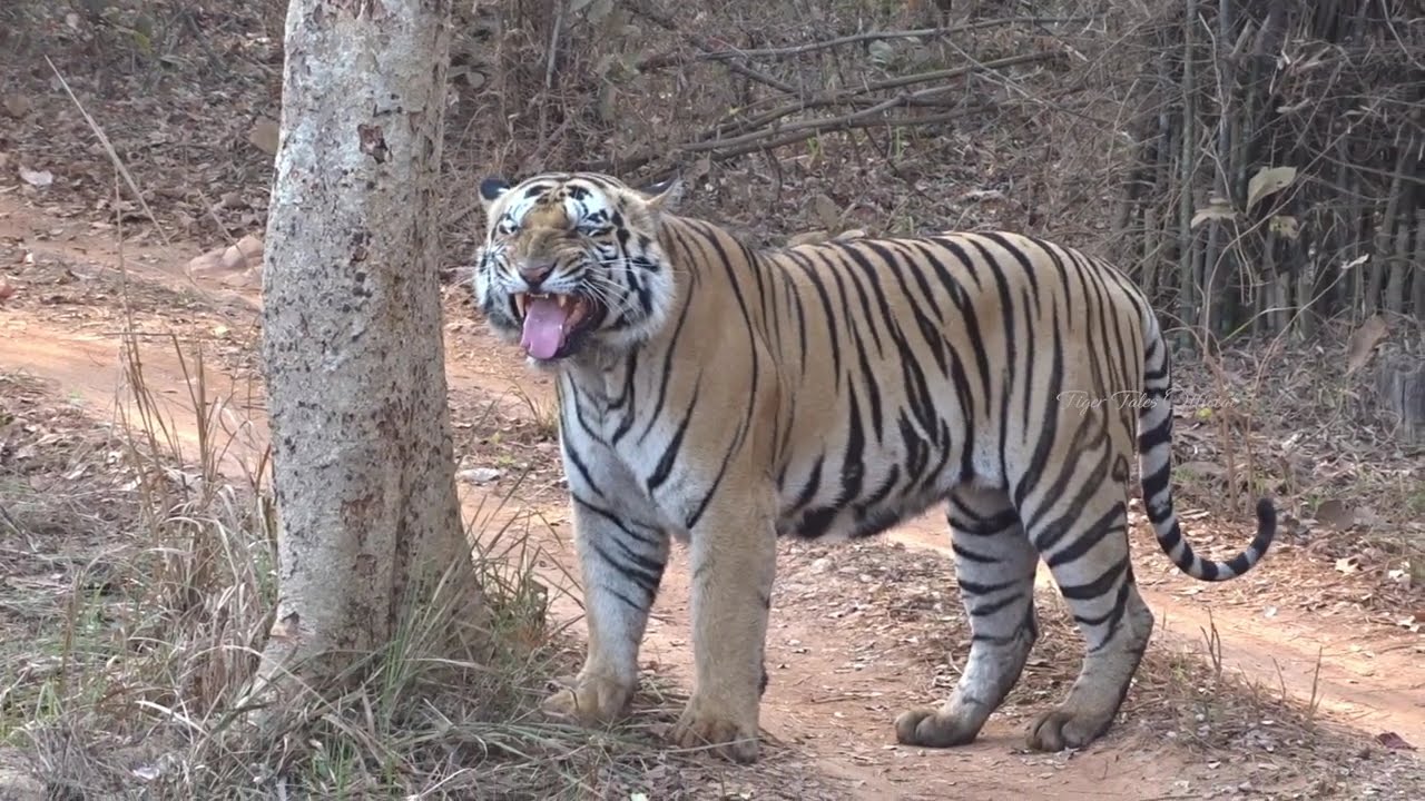 🥈 Ek Ghante Tak Sirf Tiger Shambhu… Aankhon Pe Yakeen Nahi Hua 😍🐅 | Unreal Safari Experience #wild 