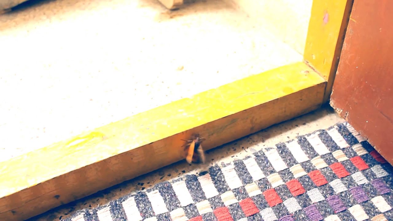 Fat bug tries to fly (But FAILS)