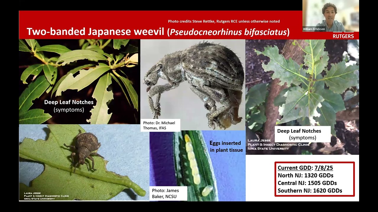 Rutgers Nursery IPM Webinar - July 8, 2025