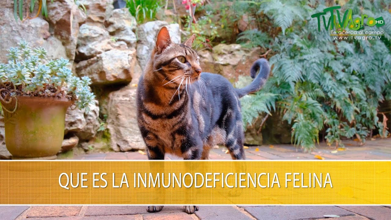 Que es la Inmunodeficiencia Felina - TvAgro por Juan Gonzalo Angel Restrepo