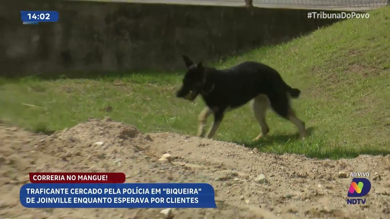Polícia cerca suspeito de tráfico em “biqueira” no mangue em Joinville
