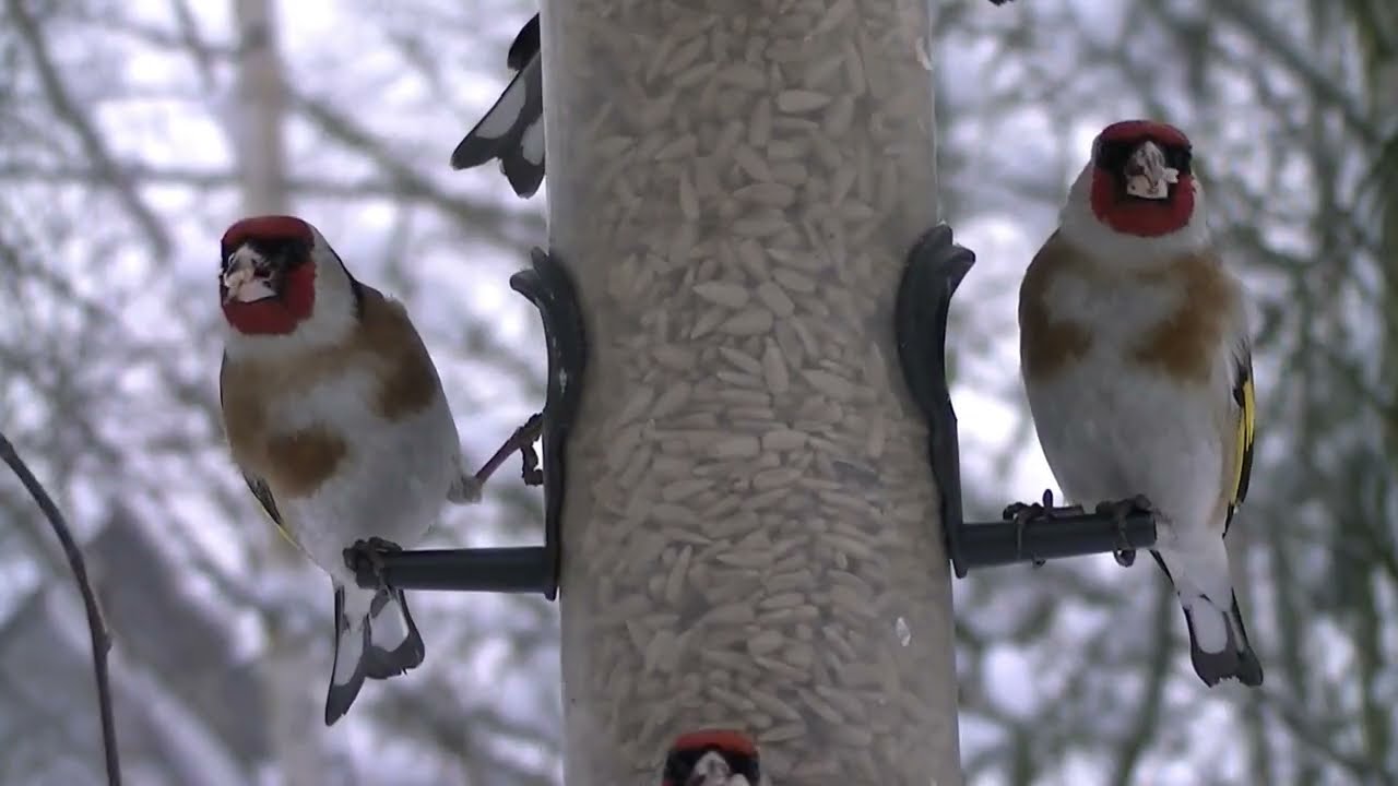 Szczygły (Goldfinches) Zima - Polska 2026