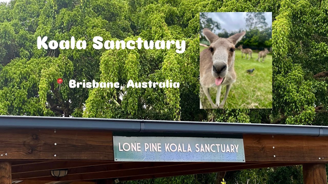 WHV #3: LONE PINE KOALA SANCTUARY 