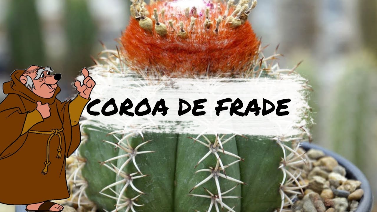 Espécies de Cactos - Melocactus zehntneri (Coroa de Frade)