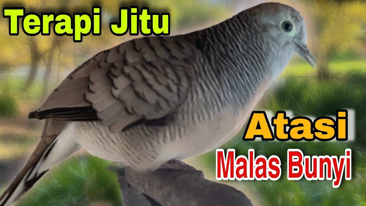 Perkutut lokal gacor pancingan burung perkutut agar supaya cepat BUNYI