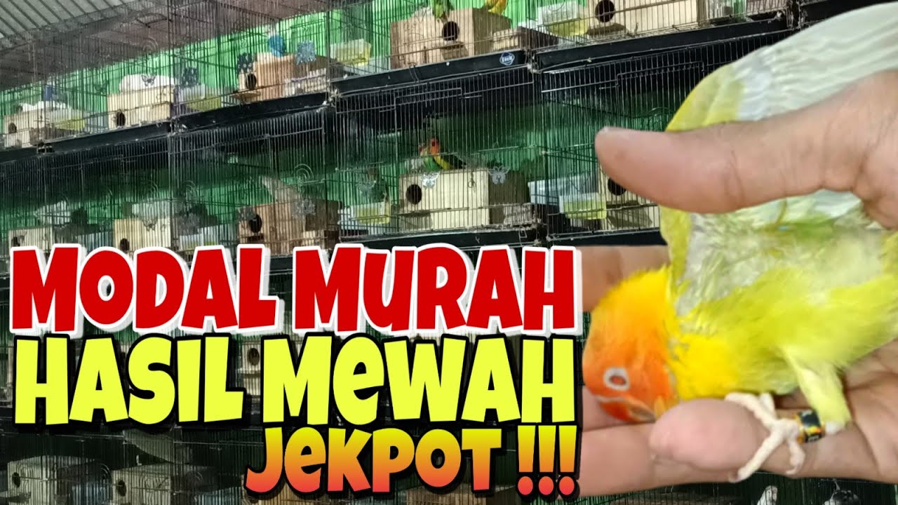 Modal Murah Hasil Mewah || Panen Jekpot Mata Merah Pale Fallow